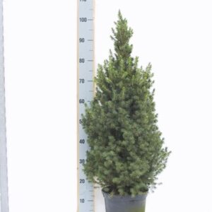 Picea Glauca Conica - Ø24cm - ↕100/110cm