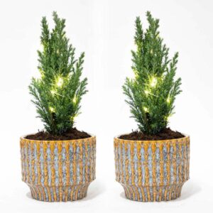 Set van 2 - Kerstboom 'Ellwoodii' + Pot Echo + 20 led lampen - 25 - 30 cm hoog