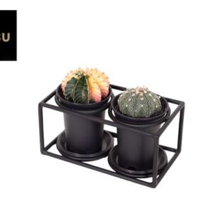 Cactus Duo In Design Frame - Ø17cm - ↕12cm