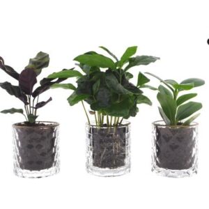 Intenz Mix in Case Gold - 3 stuks - Ø7cm - ↕25cm