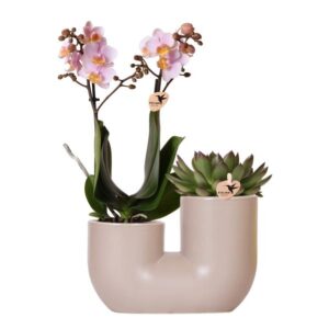 Kolibri Orchids | Set van witte orchidee Zürich en Succulent in Tube sierpot Sand - potmaat Ø9cm | bloeiende kamerplant - vers van de kweker