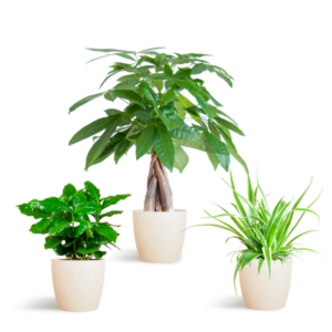 Diervriendelijke Plantenbox - klein - met sierpot Potter Wit - Ø12