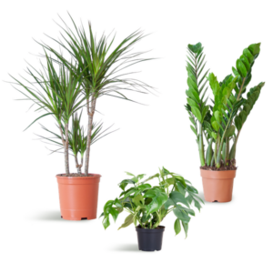 Schaduw Plantenbox - medium - zonder sierpot