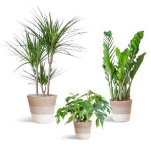 Schaduw Plantenbox - medium - met mand Lissabon wit