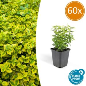 Euonymus fort. 'Emerald 'n Gold’ - ↕10-25cm - Ø9cm - 60x