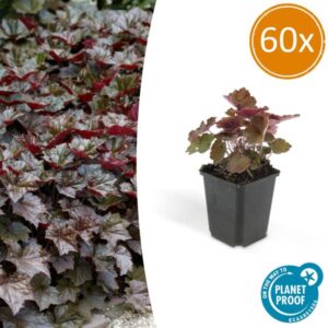 Heuchera mic. 'Palace Purple' - ↕10-25cm - Ø9cm - 60x