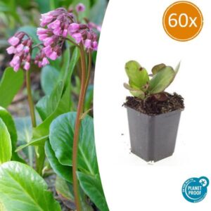 Bergenia cordifolia 'Herbstblüte' - ↕10-25cm - Ø9cm - 60x