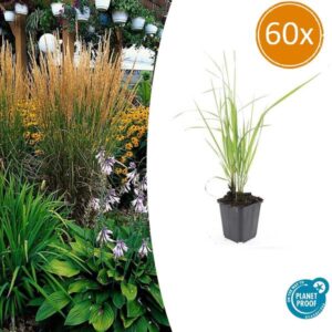 Calamagrostis acut. 'Karl Foerster' - ↕10-25cm - Ø9cm - 60x