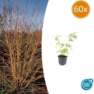 Cornus sang. 'Anny's Winter Orange' - ↕10-25cm - Ø9cm - 60x