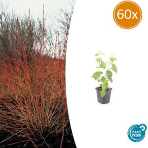 Cornus sang. 'Midwinter Fire' - ↕10-25cm - Ø9cm - 60x
