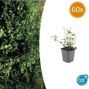 Euonymus fort. 'Coloratus' - ↕10-25cm - Ø9cm - 60x