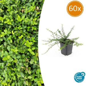 Euonymus fort. 'Minimus' - ↕10-25cm - Ø9cm - 60x