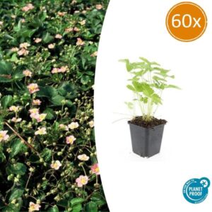 Fragaria vesca - ↕10-25cm - Ø9cm - 60x
