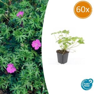 Geranium 'Tiny Monster' - ↕10-25cm - Ø9cm - 60x