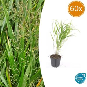 Hakonechloa macra - ↕10-25cm - Ø9cm - 60x