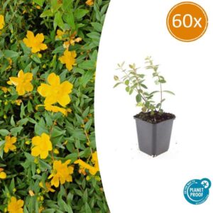 Hypericum dummeri 'Peter Dummer' - ↕10-25cm - Ø9cm - 60x
