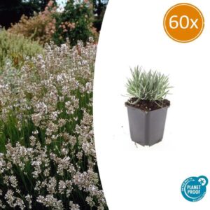 Lavandula int. 'Edelweiss' - ↕10-25cm - Ø9cm - 60x
