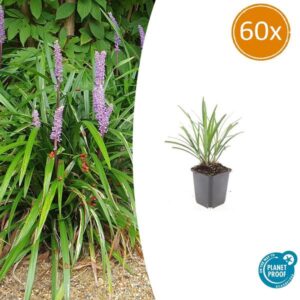 Liriope muscari 'Ingwersen' - ↕10-25cm - Ø9cm - 60x