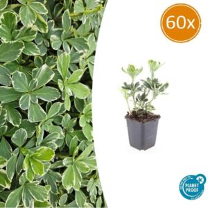 Pachysandra term. 'Variegata' - ↕10-25cm - Ø9cm - 60x