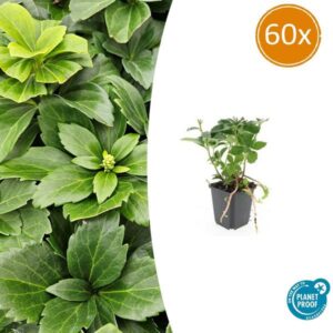 Pachysandra terminalis - ↕10-25cm - Ø9cm - 60x