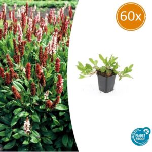 Persicaria aff. 'Darjeeling Red' - ↕10-25cm - Ø9cm - 60x
