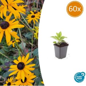 Rudbeckia fulgida 'Goldsturm' - ↕10-25cm - Ø9cm - 60x