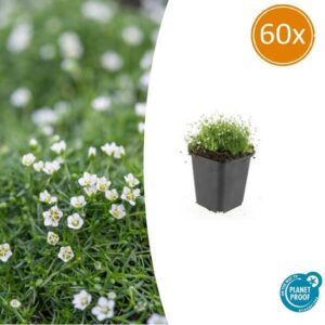 Sagina subulata - ↕10-25cm - Ø9cm - 60x