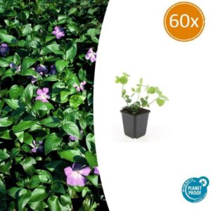 Vinca major - ↕10-25cm - Ø9cm - 60x