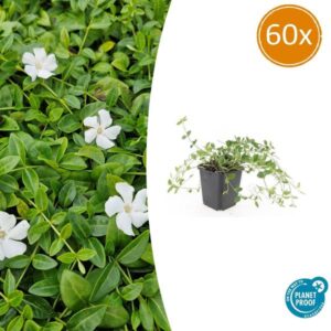 Vinca minor 'Gertrude Jekyll' - ↕10-25cm - Ø9cm - 60x