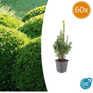 Buxus Sempervirens - ↕10-25cm - Ø9cm - 60x