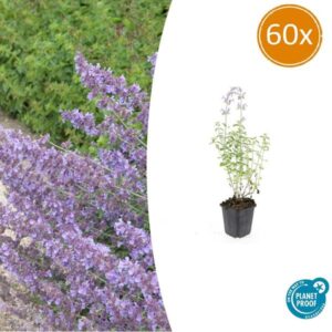 Nepeta 'Walker's Low' - ↕10-25cm - Ø9cm - 60x