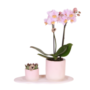 Kolibri Company | Plantenset Valentijn 'Gradience Pink' | Paarse Phalaenopsis Orchidee Vienna en Succulent incl. keramieken sierpotten