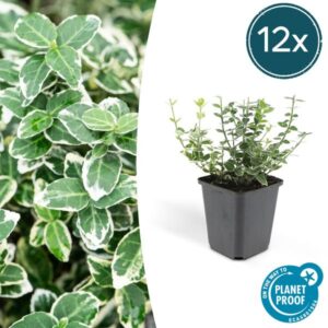 12x Euonymus fort. 'Emerald Gaiety' - ↕10-25cm - Ø9cm