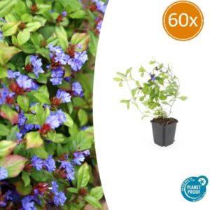 60x Ceratostigma plumbaginoides - ↕10-25cm - Ø9cm