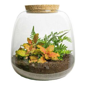 Planten terrarium - Emma Mini - DIY kit - ↑ 20 cm - Ø 19 cm - Fittona Ruby Lime