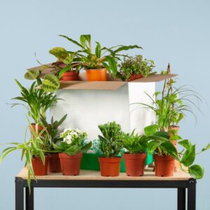 Groene Tweede Kans Box (12 stuks)