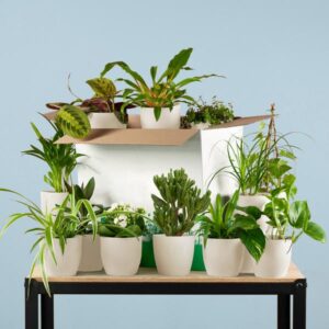 Groene Tweede Kans Box (12 stuks) - incl. 12 x pot Potter wit