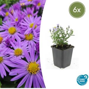 6x Aster (D) 'Prof. Anton Kippenberg' - ↕10-25cm - Ø9cm