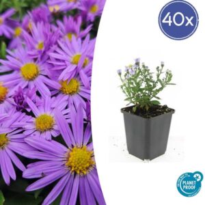 40x Aster (D) 'Prof. Anton Kippenberg' - ↕10-25cm - Ø9cm