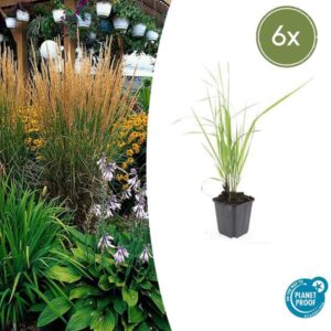 6x Calamagrostis acut. 'Karl Foerster' - ↕10-25cm - Ø9cm