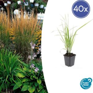 40x Calamagrostis acut. 'Karl Foerster' - ↕10-25cm - Ø9cm
