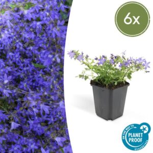 6x Campanula poscharskyana 'Stella' - ↕10-25cm - Ø9cm