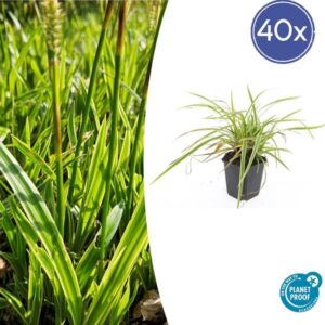 40x Carex morrowii 'Aureovariegata' - ↕10-25cm - Ø9cm