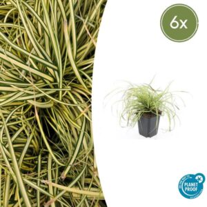 6x Carex oshim. 'Evergold' - ↕10-25cm - Ø9cm