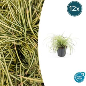 12x Carex oshim. 'Evergold' - ↕10-25cm - Ø9cm