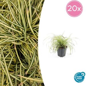 20x Carex oshim. 'Evergold' - ↕10-25cm - Ø9cm