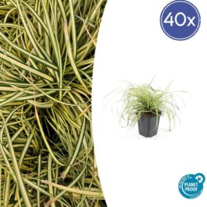 40x Carex oshim. 'Evergold' - ↕10-25cm - Ø9cm