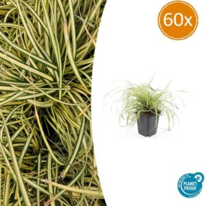 60x Carex oshim. 'Evergold' - ↕10-25cm - Ø9cm