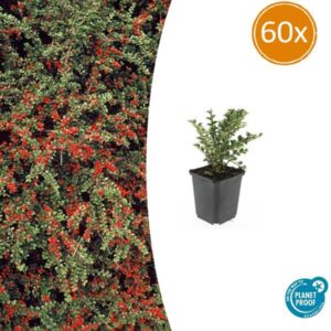 60x Cotoneaster horizontalis - ↕10-25cm - Ø9cm