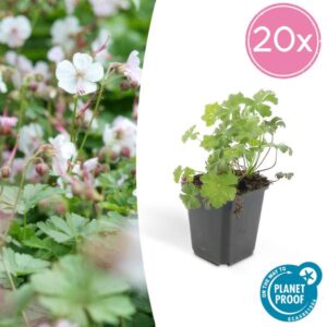 20x Geranium cant. 'Biokovo' - ↕10-25cm - Ø9cm